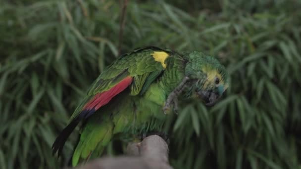 靠近一只蓝叶的亚马逊鹦鹉 优质Fullhd影片 — 图库视频影像