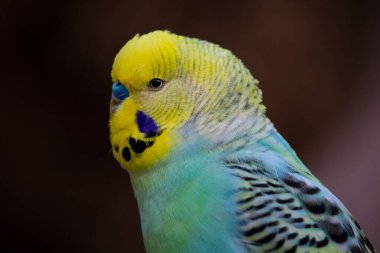 Budgerigar oyuktan dışarı bakıyor. Melopsittacus undulatus, yakın çekim. Yüksek kalite fotoğraf