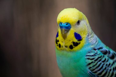 Budgerigar. Melopsittacus undulatus, yakın çekim. Portre
