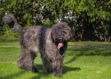 Bouvier des Flandres 'in doğa geçmişi. - Evet. Yüksek kalite fotoğraf