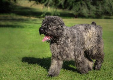 Bouvier des Flandres 'in doğa geçmişi. - Evet. Yüksek kalite fotoğraf