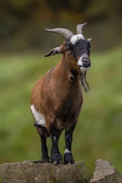 Retrato Uma Cabra Doméstica Aldeia Bode Está Sobre Uma Rocha — Fotografia de Stock