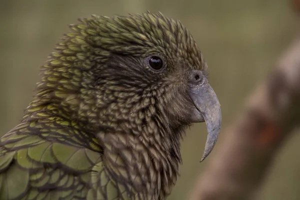 Kea Alpesi Papagáj Zélandról Nestor Notabilis Közelről Kiváló Minőségű Fénykép — Stock Fotó