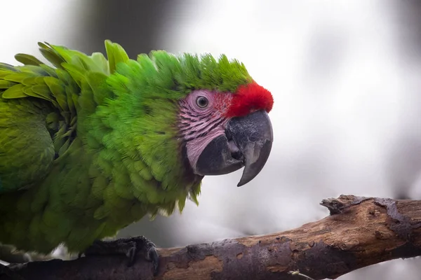 Великий Зелений Макао Ара Неоднозначність Папуга Баффона — стокове фото