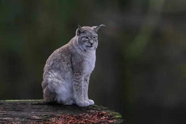 Lynx Dans Les Forêts Allemandes Photo Haute Qualité — Photo