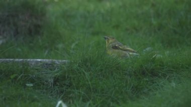 Köy dokumacı kuşu. Dalgalı tüylü Bayan Köy Weaver. Ploceus cucullatus.