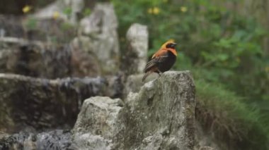 Siyah kanatlı kırmızı fil. Sevgili Red Bishop Bird. Hordeaceus 'u ötüyor