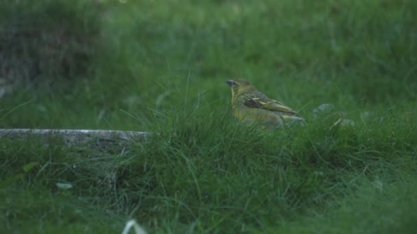 Een Dorpswevervogel Fimale Village Weaver Met Ruches Ploceus Cucullatus — Stockvideo