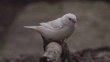 Avustralya Zebra İspinozları Bir ormana tünemiş 