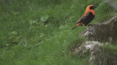 Siyah kanatlı kırmızı fil. Sevgili Red Bishop Bird. Hordeaceus 'u ötüyor