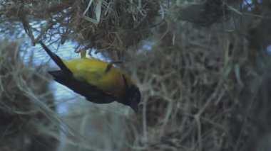 Köy dokumacı kuşu. Dalgalı tüylü Bayan Köy Weaver. Ploceus cucullatus.