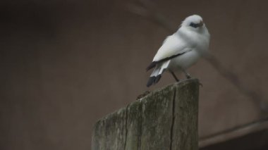 Bali Starling, Bali Myna. Lökopar Rothschildi