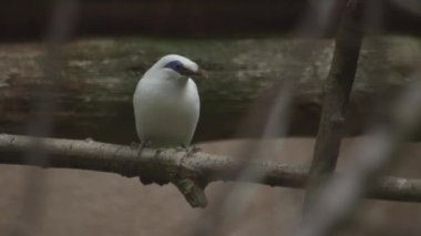 Bali Starling, Bali Myna. Lökopar Rothschildi