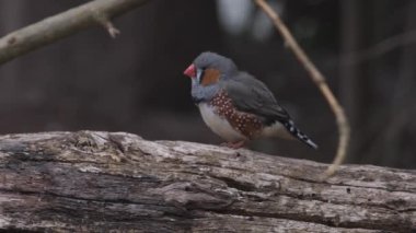 Avustralya Zebra 'sı Finch, tahtaya tünemiş. Taeniopygia Castanotis. Yakın çekim
