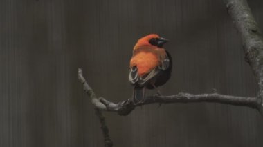 Siyah kanatlı kırmızı fil. Sevgili Red Bishop Bird. Hordeaceus 'u ötüyor