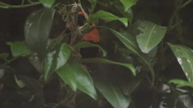 Siyah kanatlı kırmızı fil. Sevgili Red Bishop Bird. Hordeaceus 'u ötüyor