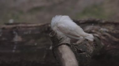 Avustralya Zebra İspinozları Bir ormana tünemiş 