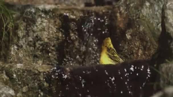 Vesnický Tkalcovský Pták Fimale Village Weaver Rozcuchaným Peřím Ploceus Cucullatus — Stock video