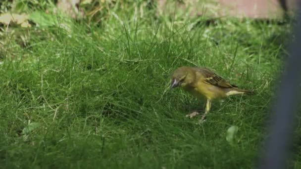 Primo Piano Selvaggio Maschio Pappagallo Australiano Nativo Uccello Alimentazione — Video Stock