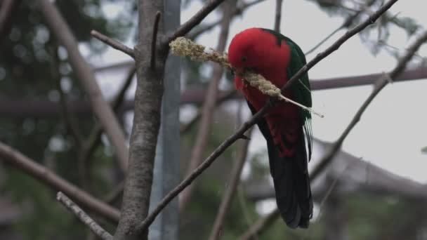 Close Wild Male King Parrot Australian Native Bird Feeding — Stock Video