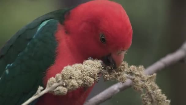 Gros Plan Sur Perroquet Roi Mâle Sauvage Nourrissant Oiseaux Indigènes — Video