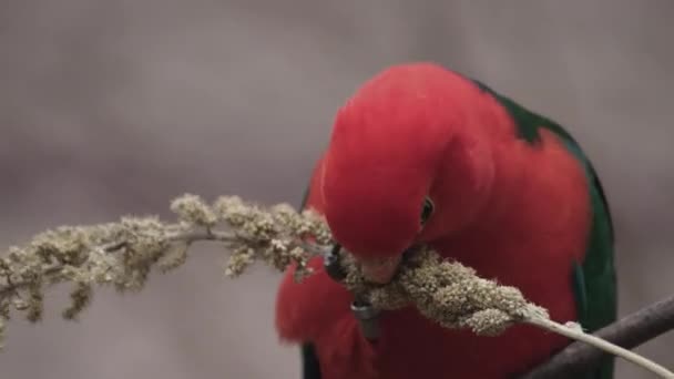 Primo Piano Selvaggio Maschio Pappagallo Australiano Nativo Alimentazione Degli Uccelli — Video Stock