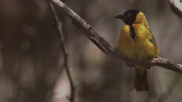 Köy Dokumacı Kuşu Dalgalı Tüylü Erkek Köy Weaver Ploceus Cucullatus — Stok video