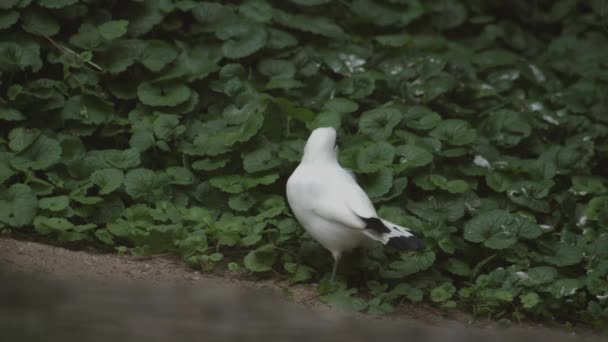 バリのスターリングバリのミナ ルコプサル ロシルディ 高品質のフルHd映像 — ストック動画