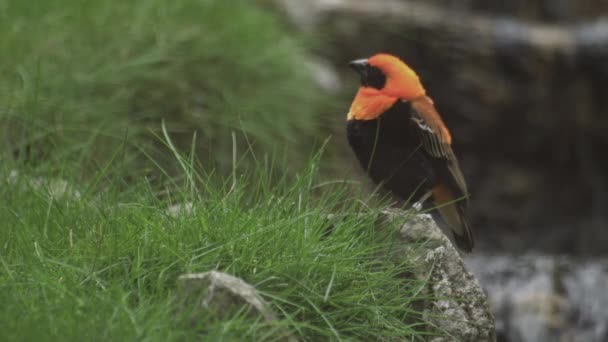 Svart Bevingad Röd Biskop Härliga Red Bishop Bird Euplectes Hordeaceus — Stockvideo
