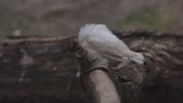 澳大利亚斑马雀栖息在木头上 — 图库视频影像