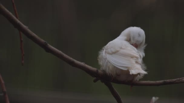 オーストラリアのZebra Finches Perched Wood — ストック動画