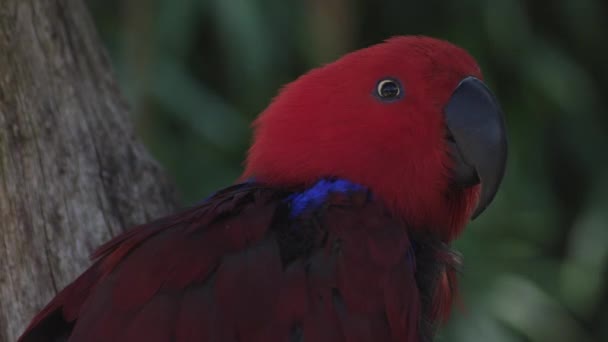 Papoušek Eklektus Eclectus Roratus Papoušek Původem Šalamounových Ostrovů Šumby Nové — Stock video