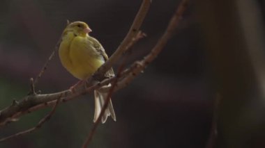 Kanarya kuşu kameraya bakıyor, Serinus kanarya forma domestica, evcil kanarya