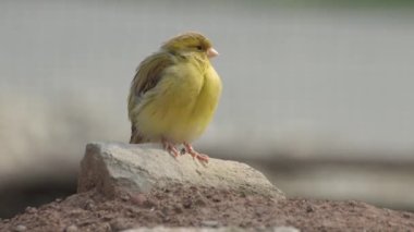 Kanarya kuşu kameraya bakıyor, Serinus kanarya forma domestica, evcil kanarya