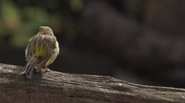 Köy dokumacı kuşu. Dalgalı tüylü Bayan Köy Weaver. Ploceus cucullatus.