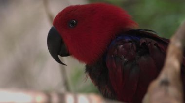 Eklektus papağanı. Eclectus roratus, Solomon Adaları, Sumba, Yeni Gine 'ye özgü bir papağandır..