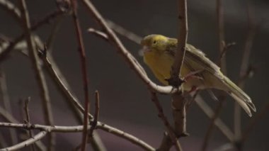 Kanarya kuşu kameraya bakıyor, Serinus kanarya forma domestica, evcil kanarya