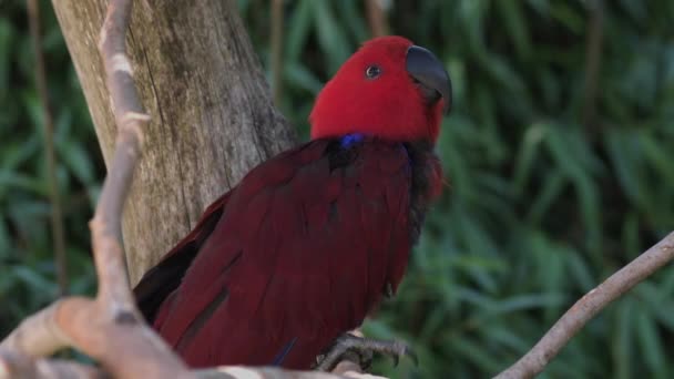 Eklektuspapegojan Eclectus Roratus Infödd Papegoja Salomonöarna Sumba Nya Guinea — Stockvideo
