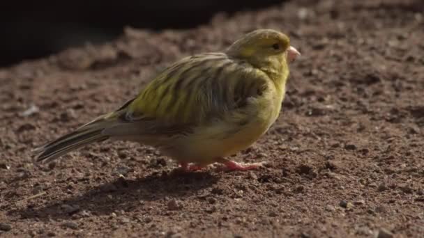 Kanarienvogel Starrt Die Kamera Serinus Canaria Forma Domestica Der Heimische — Stockvideo