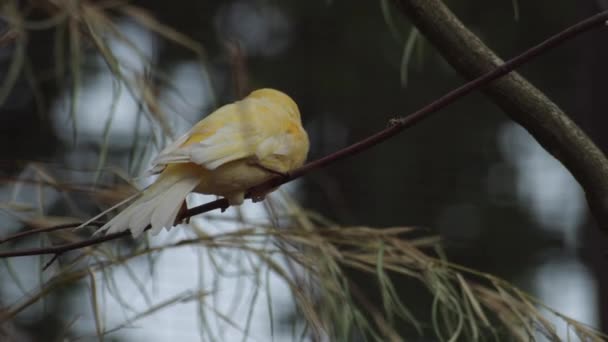 カメラを見つめたカナリア鳥 セリヌス カナリア フォーマ 家庭用カナリア — ストック動画