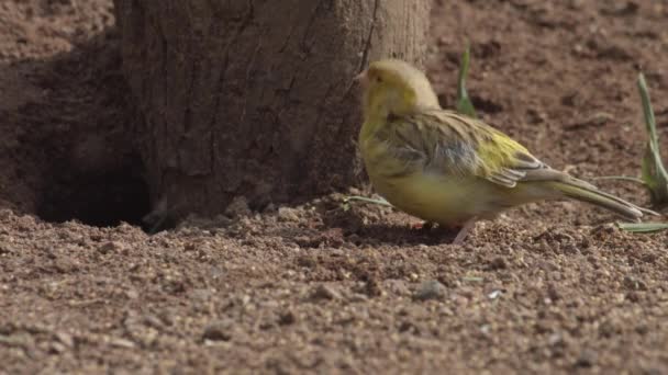 Pájaro Canario Mirando Cámara Serinus Canaria Forma Domestica Canario Doméstico — Vídeo de stock