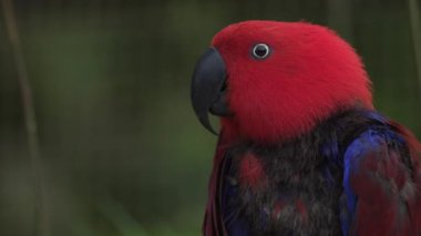 Eklektus papağanı. Eclectus roratus, Solomon Adaları, Sumba, Yeni Gine 'ye özgü bir papağandır..