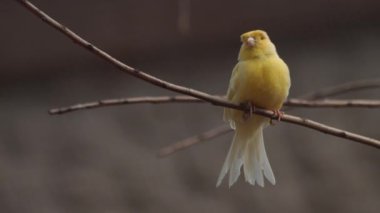 Kanarya kuşu kameraya bakıyor, Serinus kanarya forma domestica, evcil kanarya