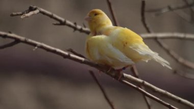 Kanarya kuşu kameraya bakıyor, Serinus kanarya forma domestica, evcil kanarya