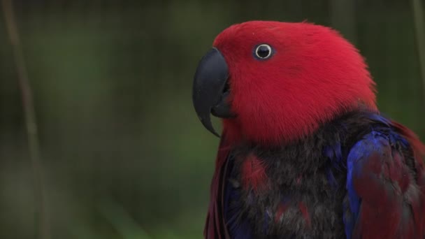 Eklektuspapegojan Eclectus Roratus Infödd Papegoja Salomonöarna Sumba Nya Guinea — Stockvideo