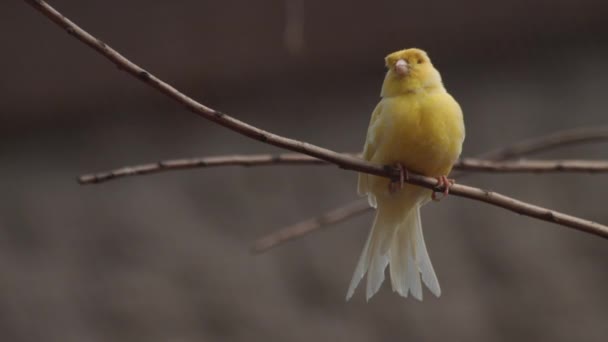カメラを見つめたカナリア鳥 セリヌス カナリア フォーマ 家庭用カナリア — ストック動画