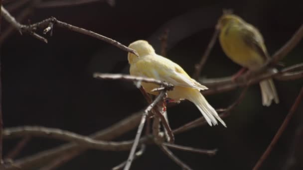 Καναρίνι Πουλί Κοιτάζοντας Κάμερα Serinus Canaria Forma Domestica Εγχώριο Καναρίνι — Αρχείο Βίντεο