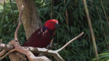 Eklektus papağanı. Eclectus roratus, Solomon Adaları, Sumba, Yeni Gine 'ye özgü bir papağandır..