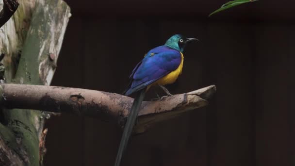 Golden Breasted Starling Lamprotornis Regius Also Known Royal Starling — Stock Video