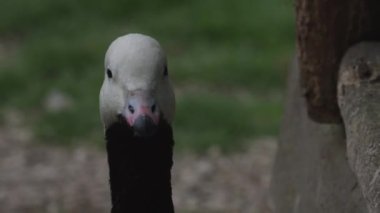 İmparator Kaz. Anser canagicus, deniz kazları ya da boyalı kaz olarak da bilinir..